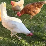 公寓 Bergblick Auf Bio-hof 梅拉诺