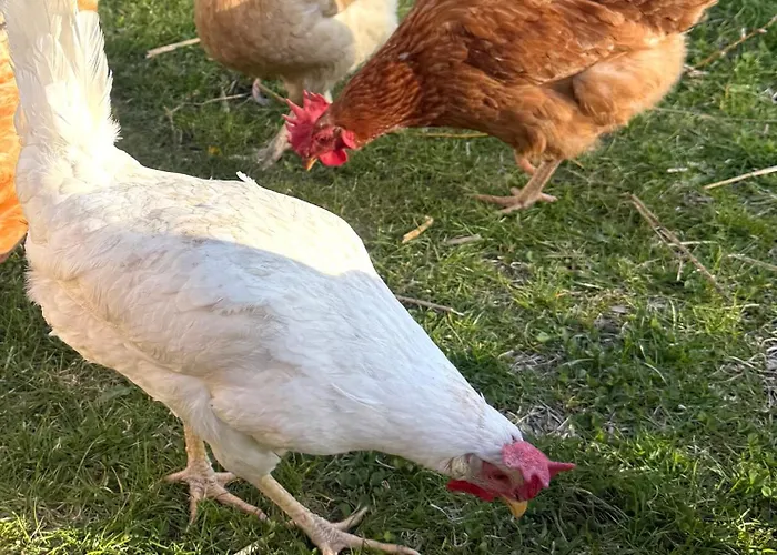 Apartment Bergblick Auf Bio-hof Merano